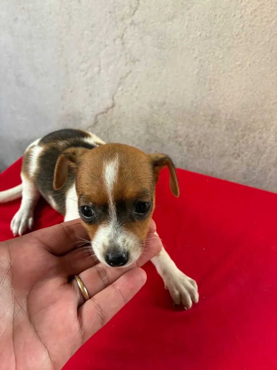 Pinscher - Foto 3