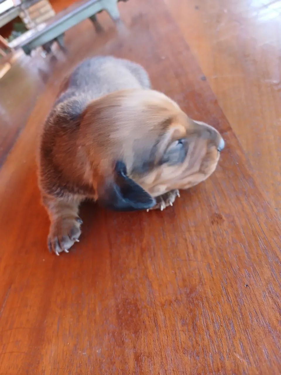 Vende se daschund  - Foto 2