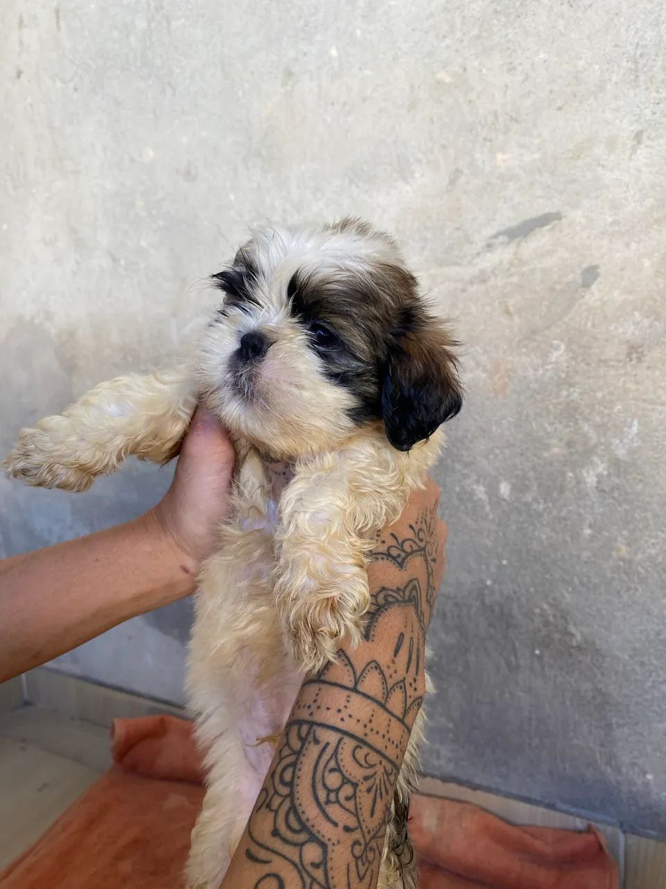 SHIH-TZU - Foto 2
