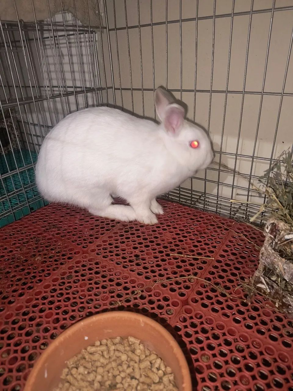 Mini Coelha - Foto 4