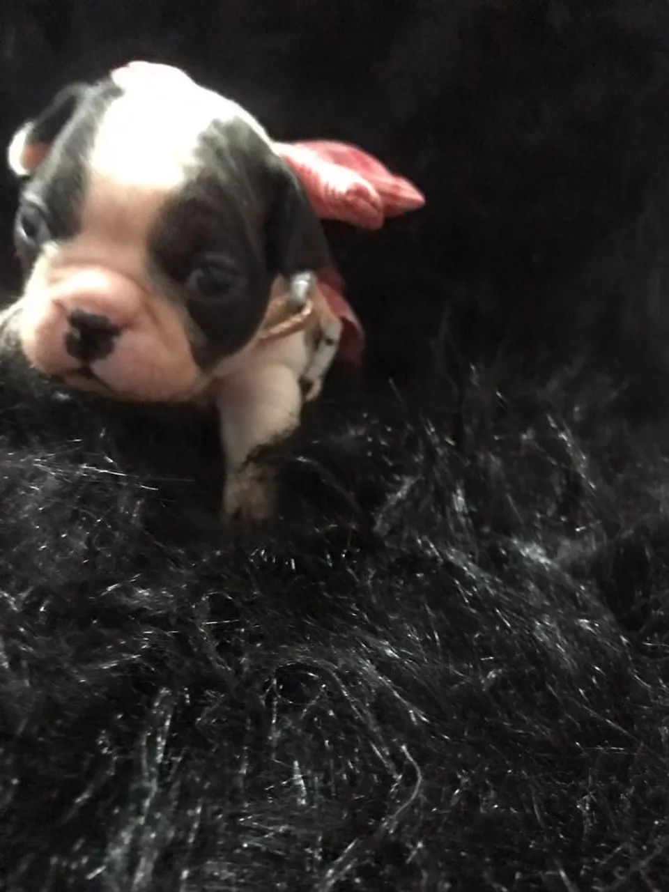 Bulldog frances - Foto 2