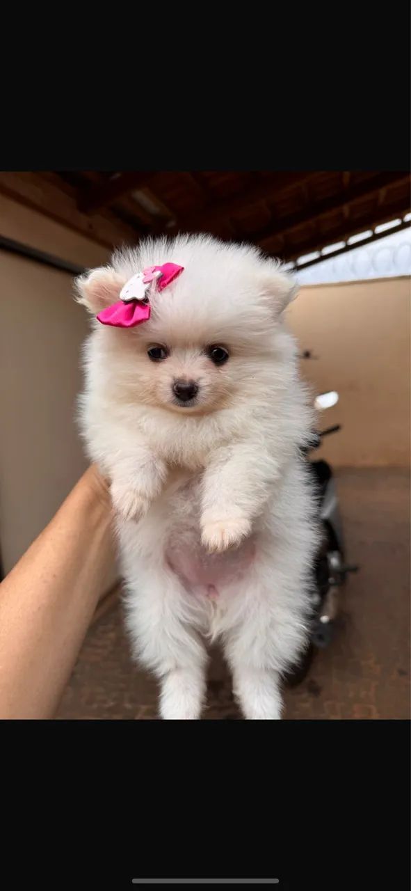 Lulu fêmea 