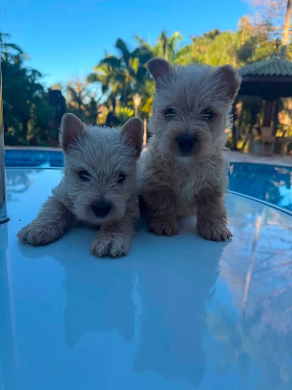 Scottish terrier 