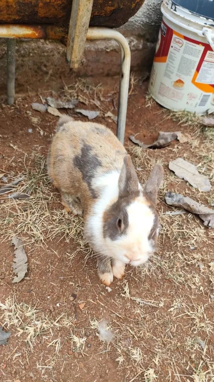Coelha - Foto 2