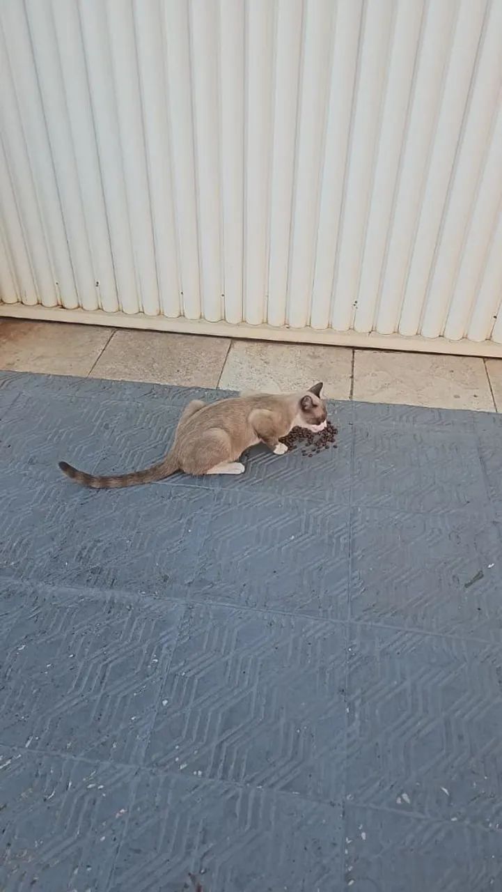 Gato Siamês - Foto 3