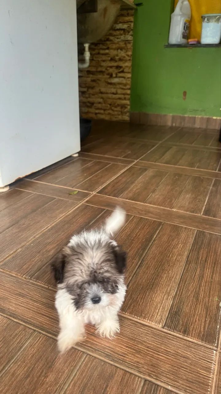 Shitzu  - Foto 3
