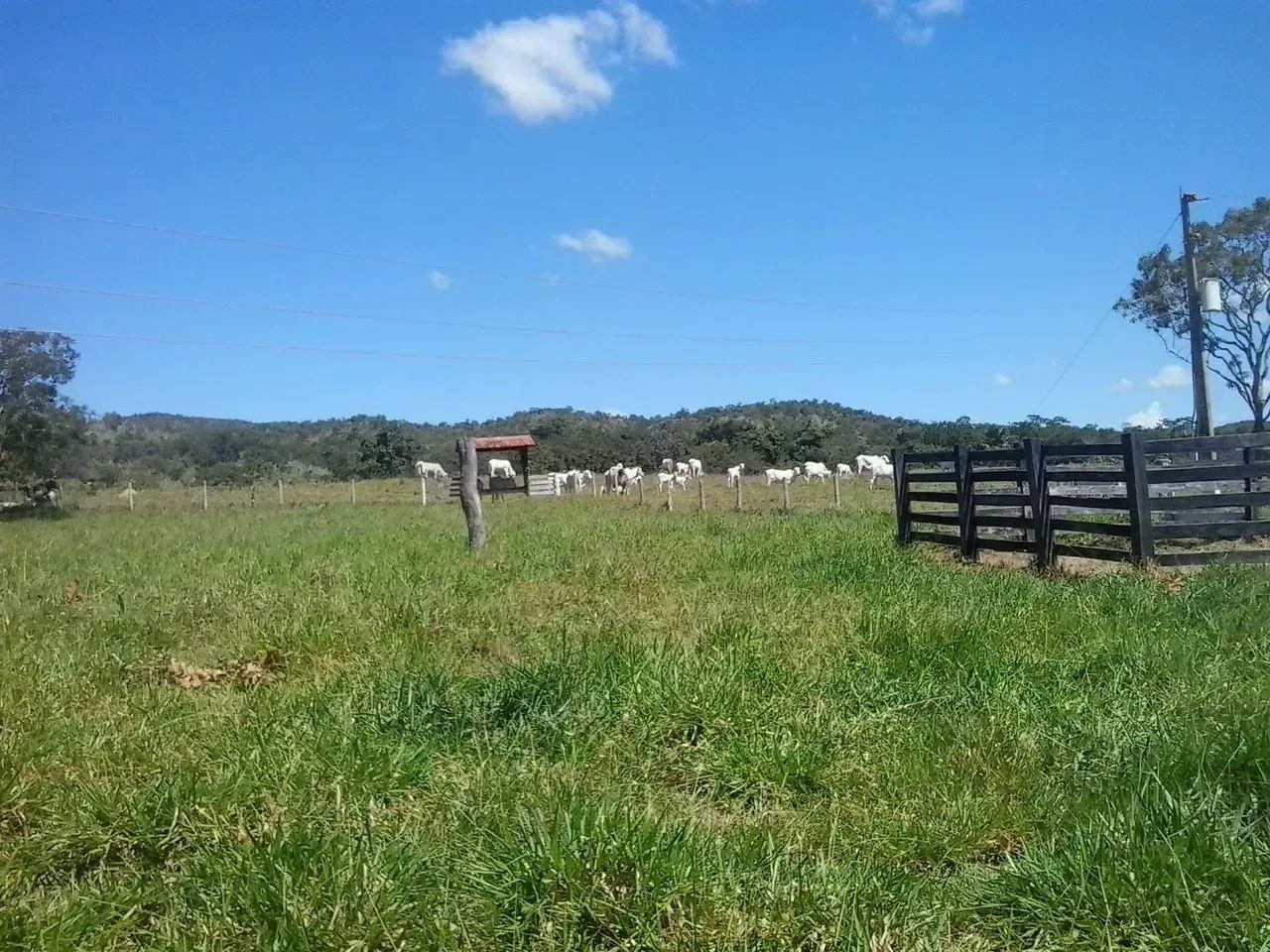 Fazenda com 40 alqueires em Goianésia