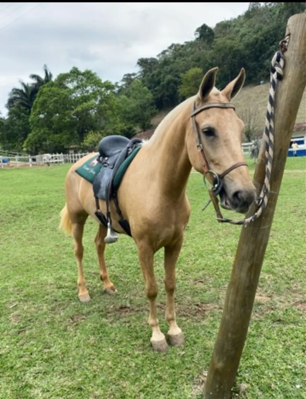 CAVALO ÉGUA MANGALARGA  - Foto 6