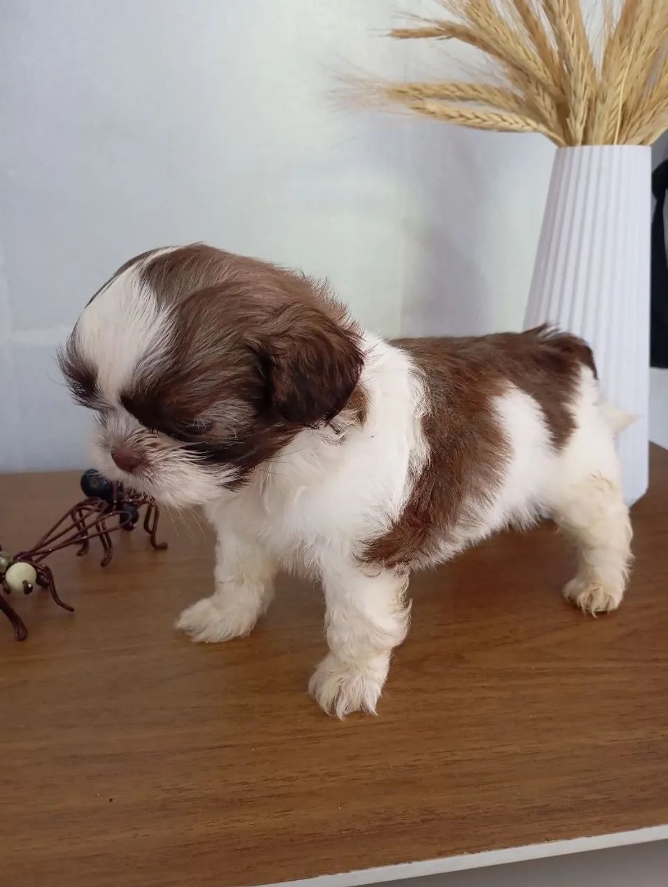 shih tzu fígado  - Foto 3