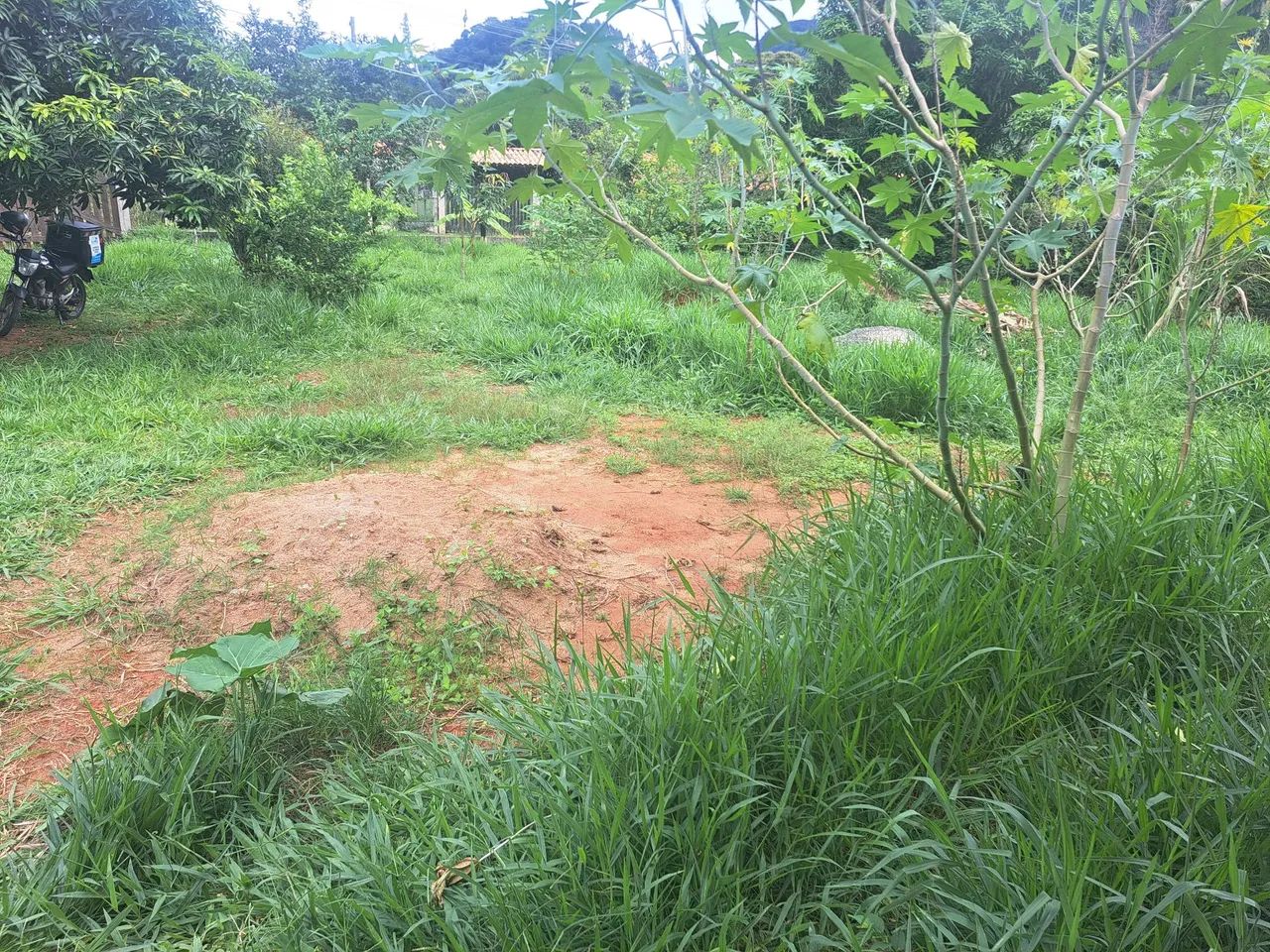 Roçada mecânica em terrenos, lotes e quintais. - Foto 3