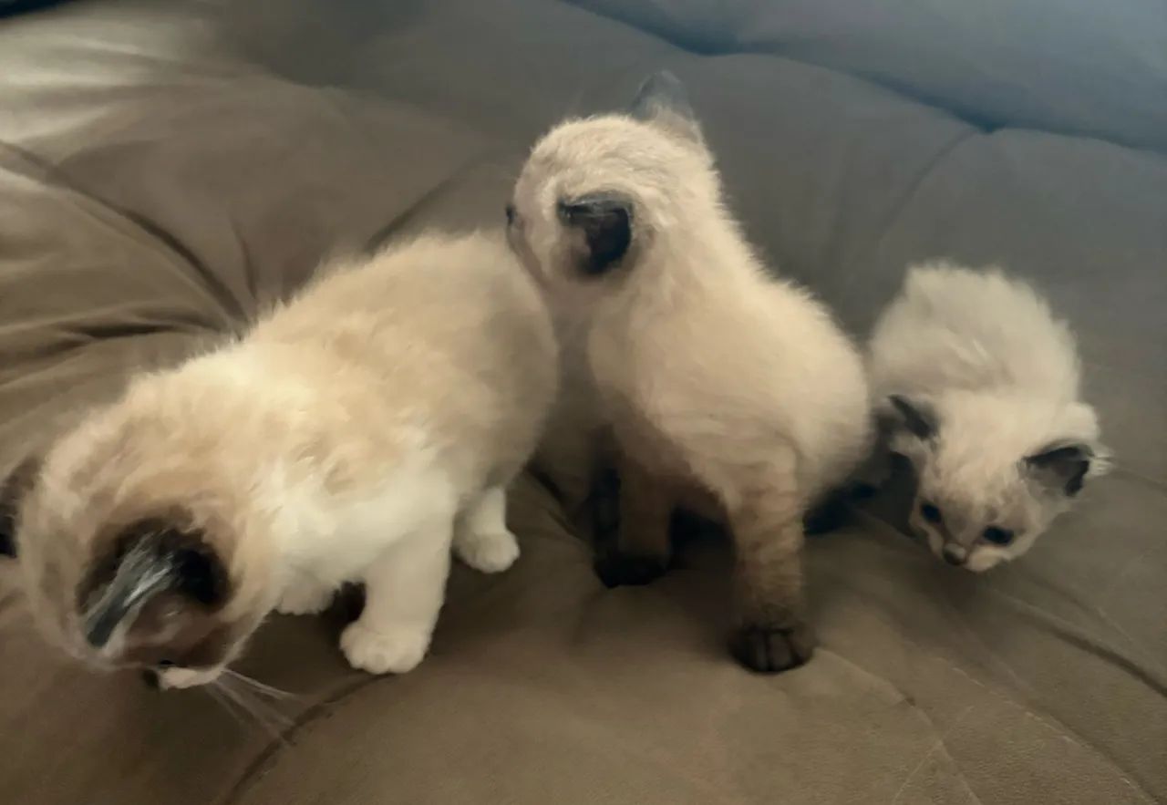 Gatinho  - Foto 4