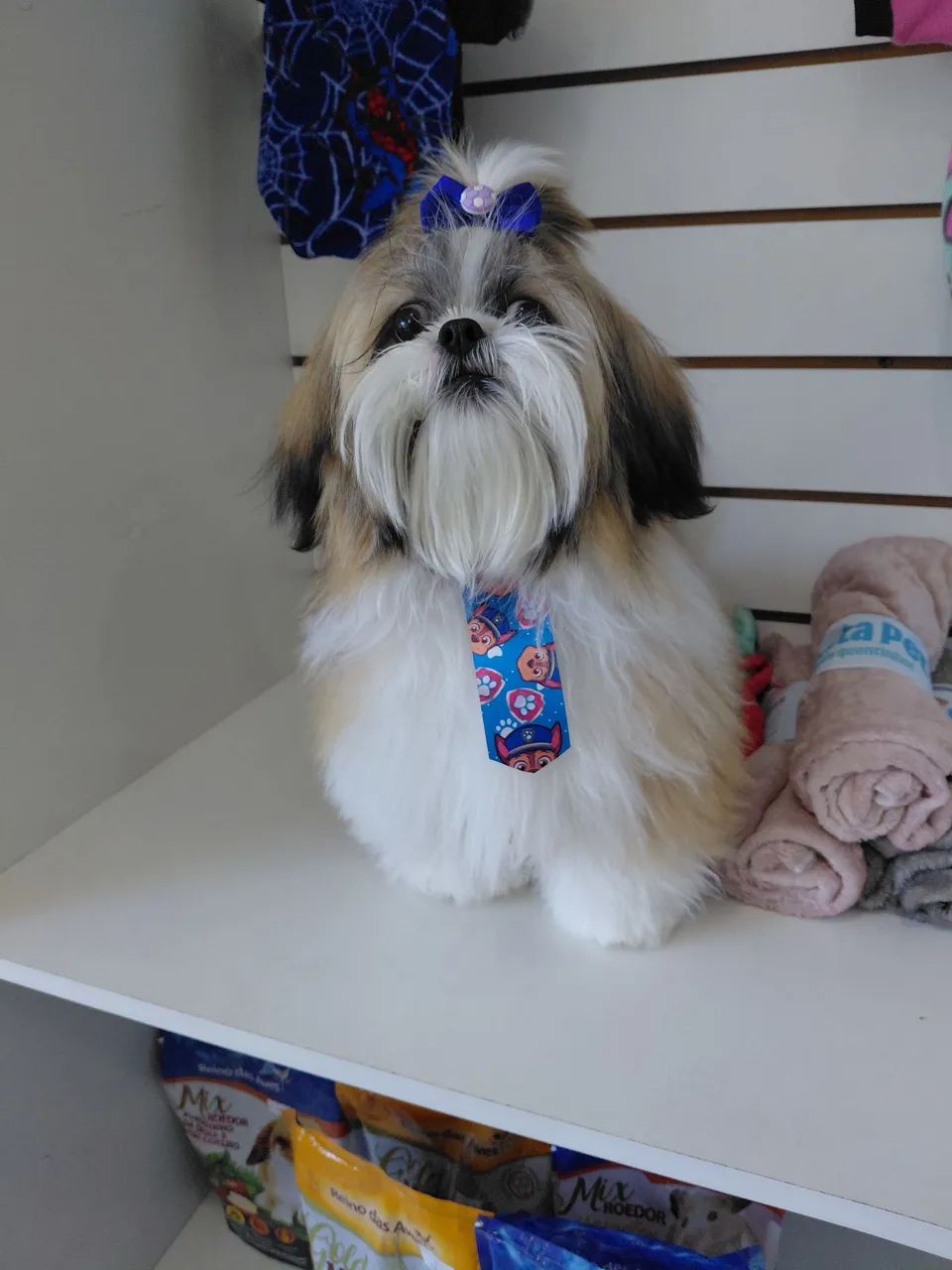 Shih tzu macho pra cruzar  - Foto 2