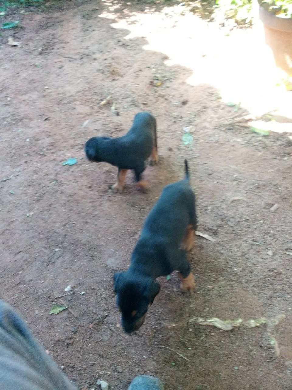 Doberman filhotes - Foto 2
