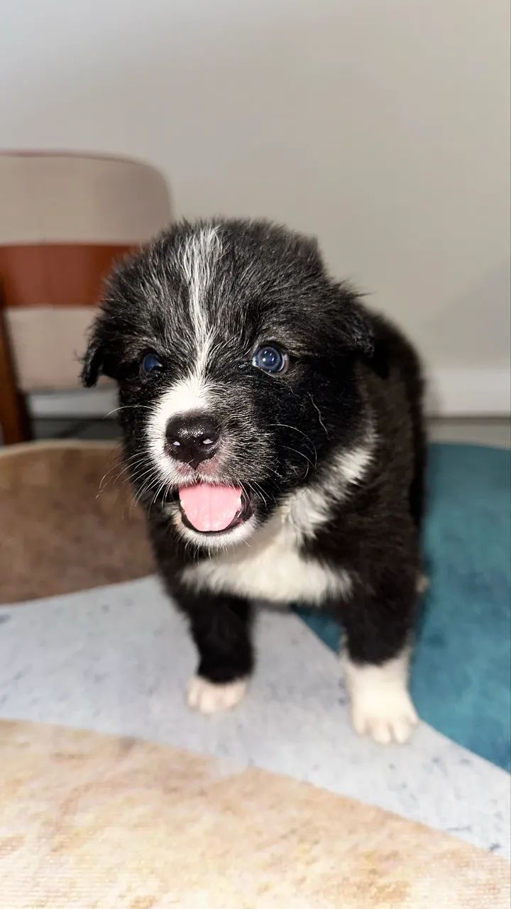 Filhotes de Border collie  - Foto 4