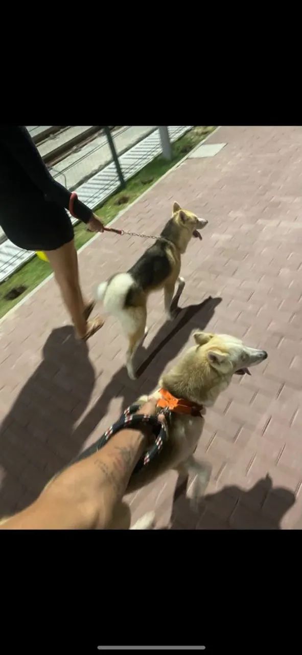 Husky siberiano - Foto 5