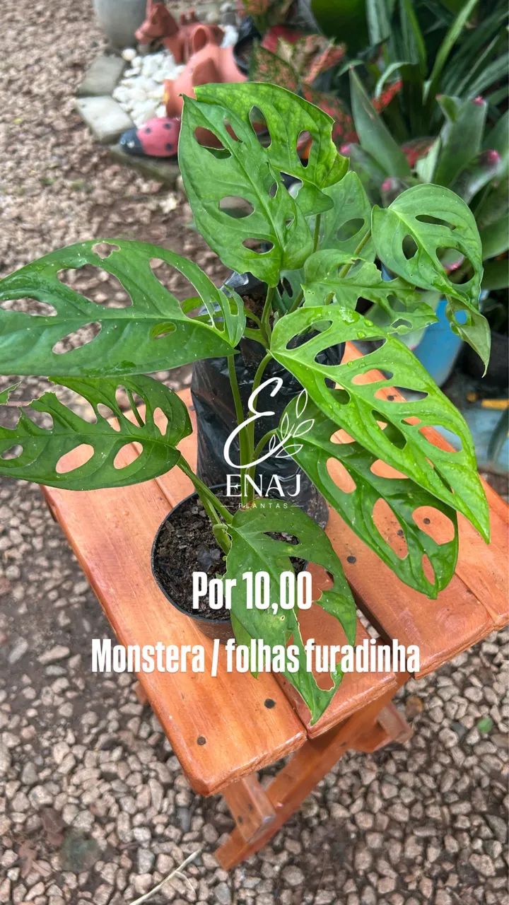 Plantas variadas  - Foto 3