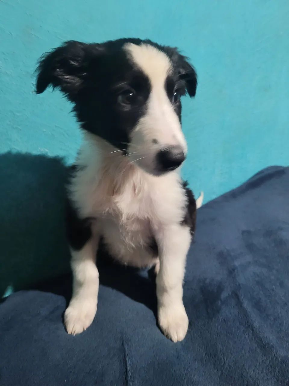 Border collie  - Foto 3