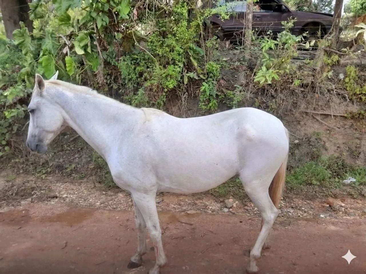 Vende-se belíssima égua  - Foto 4