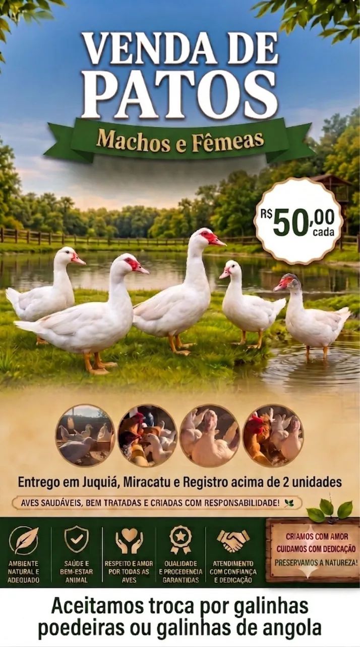 Patos - Foto 3