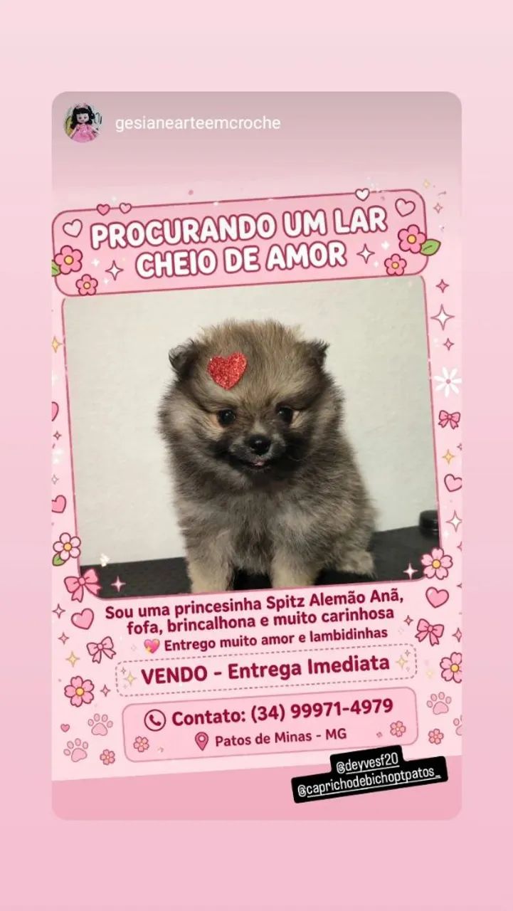 Vendo lulu da pomerania micro ?