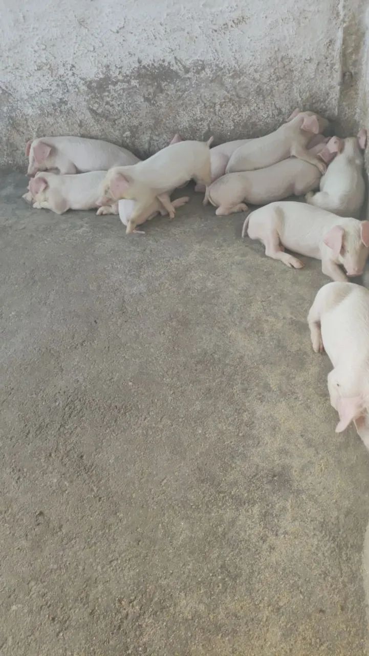 Suinos para engorda - Foto 5