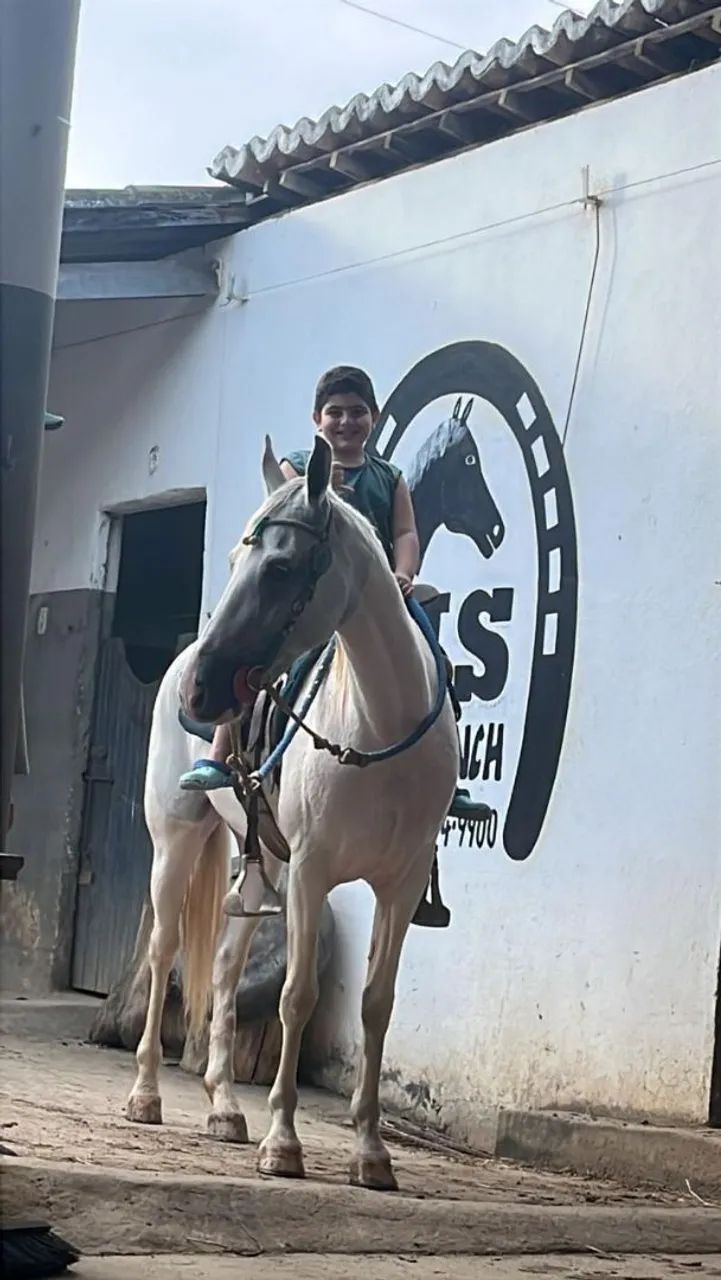 Égua Mangalarga  - Foto 4