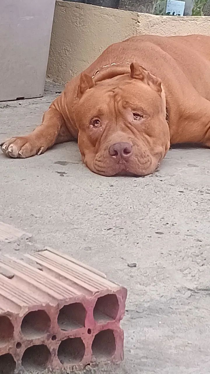 Vendo com urgência  - Foto 4