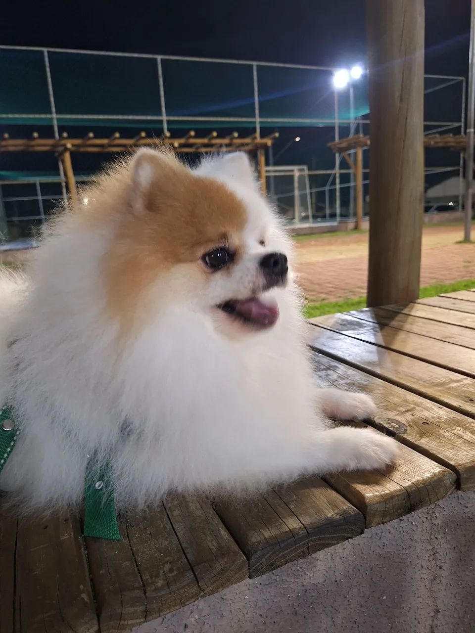 Spitz alemão macho  - Foto 5
