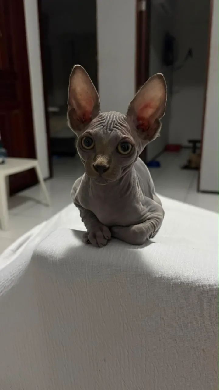 GATO SPHYNX BLUE MACHO - Foto 5