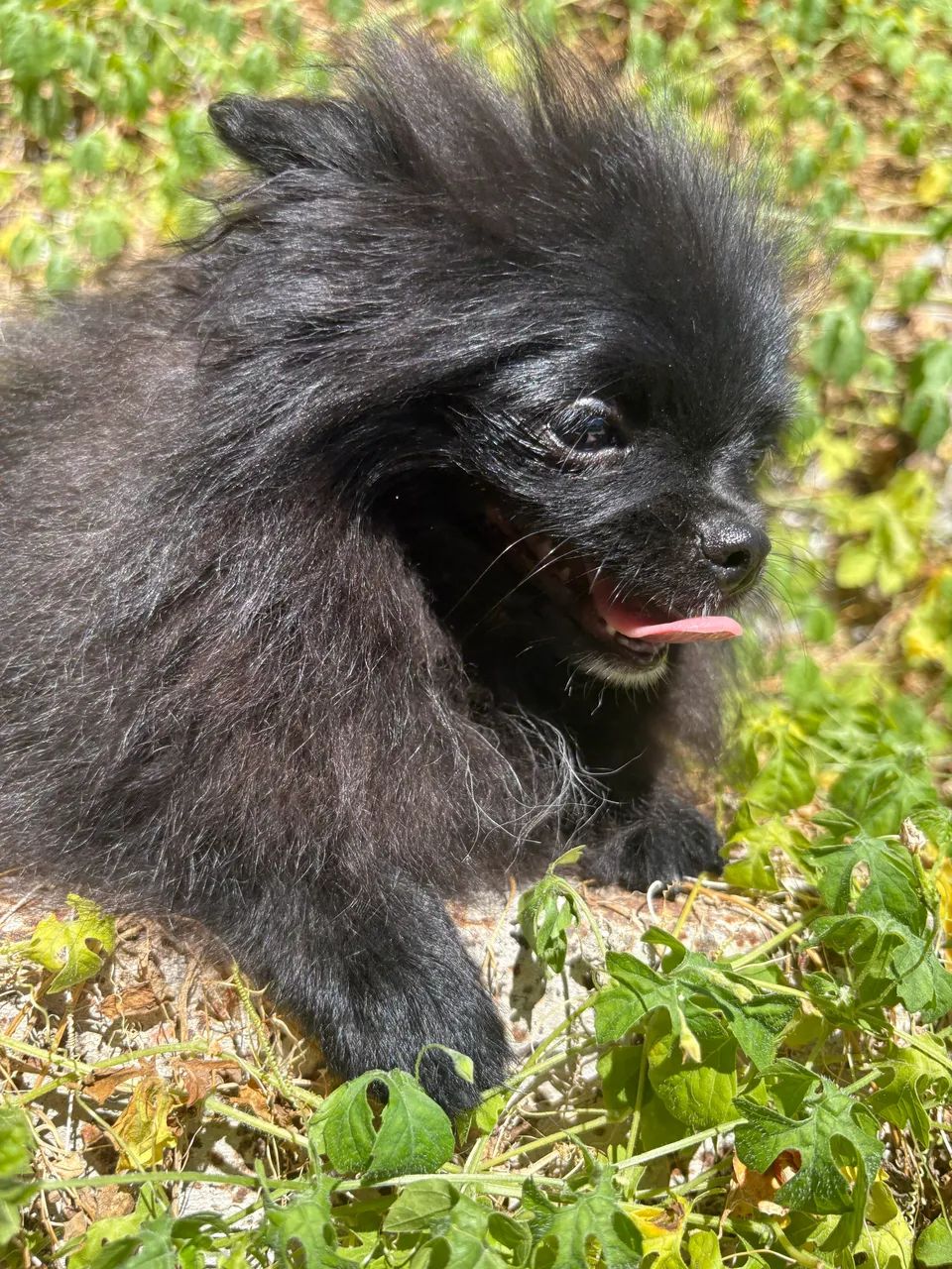 Spitz  - Foto 4