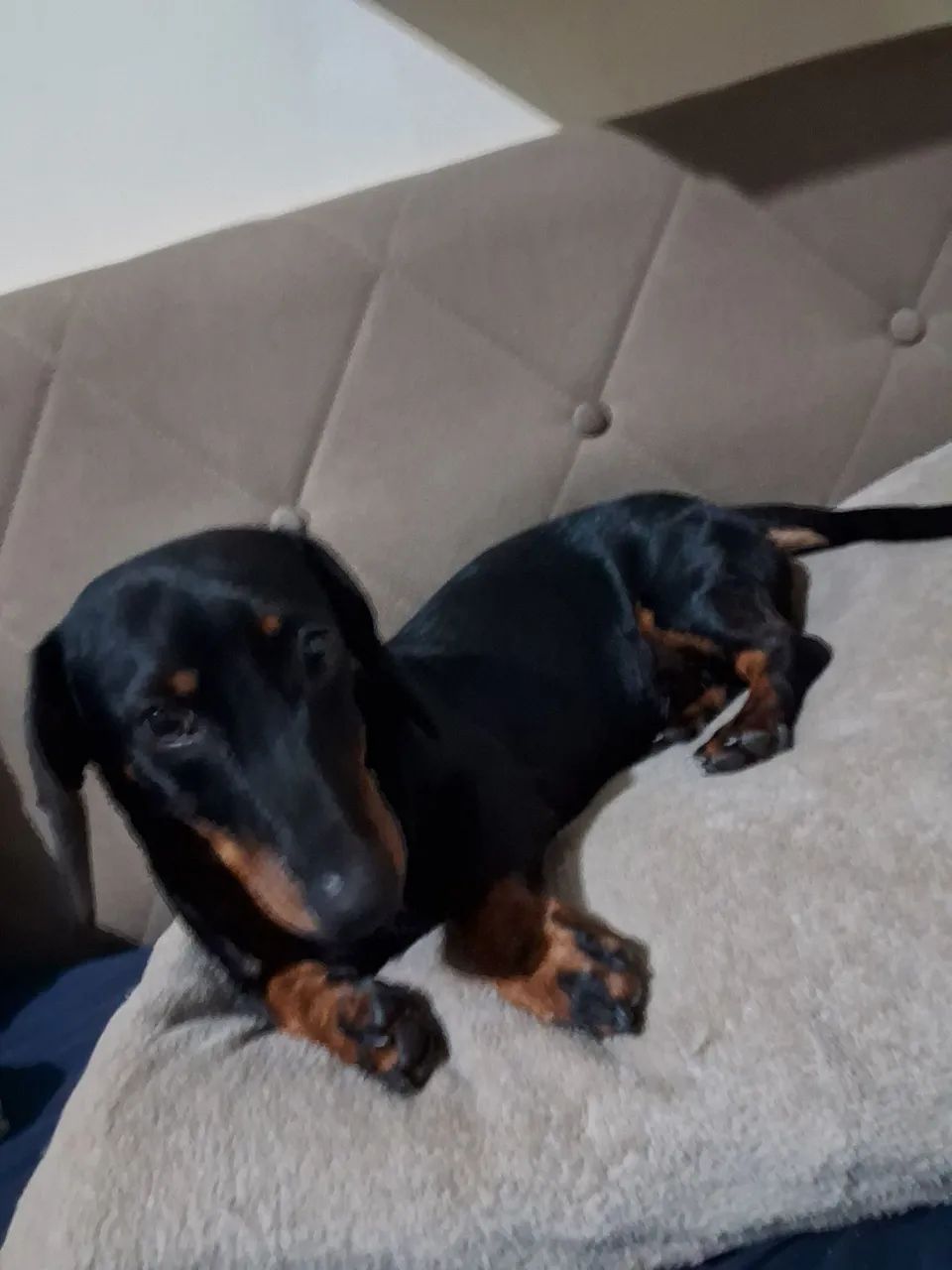 Cachorro basse mini 900 - Foto 3