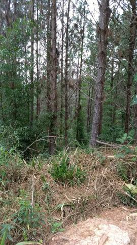 Fazenda de Pinus - Foto 5