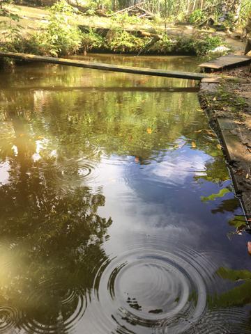 Chácara Urbana formada próximo ao Jardim Japonês - - Foto 12