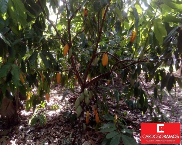 Sítio à venda em Acuipe, Ilhéus cod:FA00008 - Foto 4