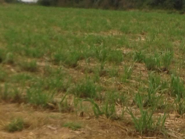 11.500 Hectares, Pecuária, 4800 há pastagens, estruturada, Mato Grosso. - Foto 5