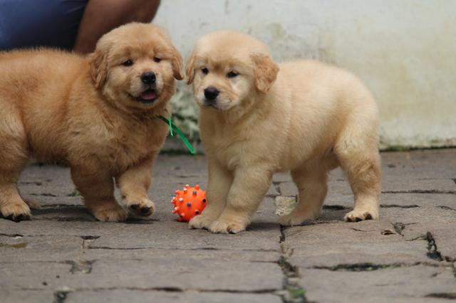 Golden Retriever Filhotes - Foto 3