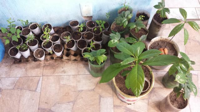 Plantas frutiferas - Foto 3