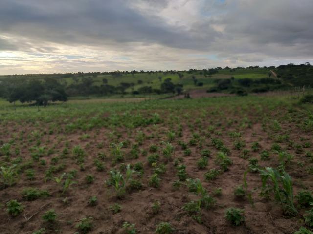 Terreno