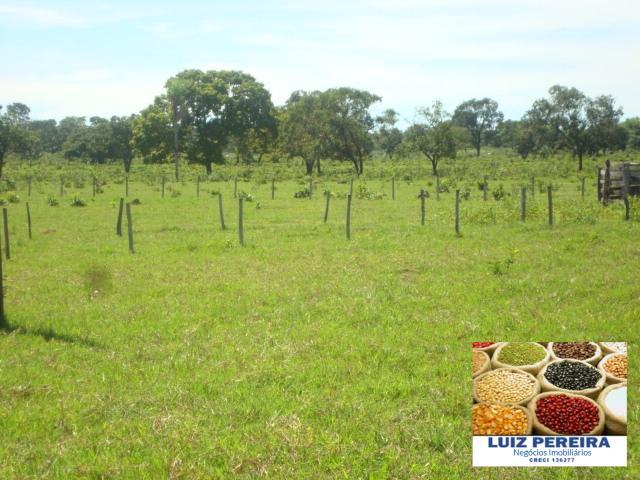 FAZENDA A VENDA de 100 HECTARES EM TERENOS - MS - (Pecuária) - Foto 12