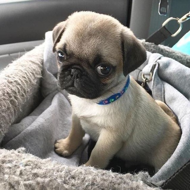 Filhotes de Pug!!! - Foto 2