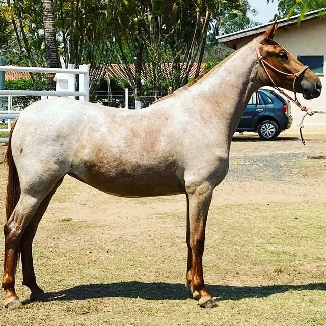 Capim mata éguas em Minas Gerais — CompreRural