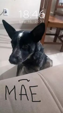 cachorro - Foto 3