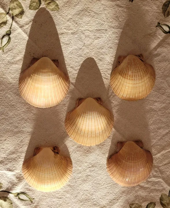 Conchas naturais