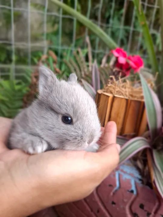 Coelho Netherlands- Anão, raça pura - Foto 2
