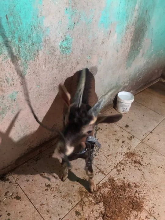 Bode da raça parda alpino 