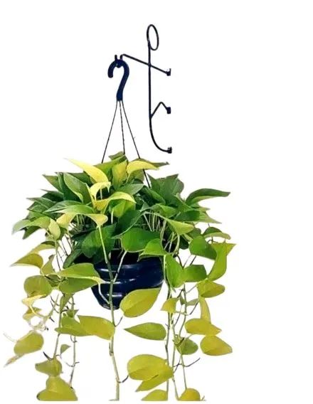 Suporte Apinista Para Planta