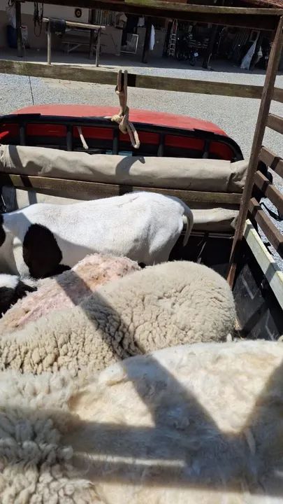 Vendo 4 ovelhas ..e mais um filhote femea - Foto 2