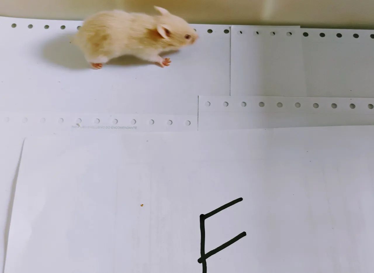 Hamster Sírio Entrega Grátis 