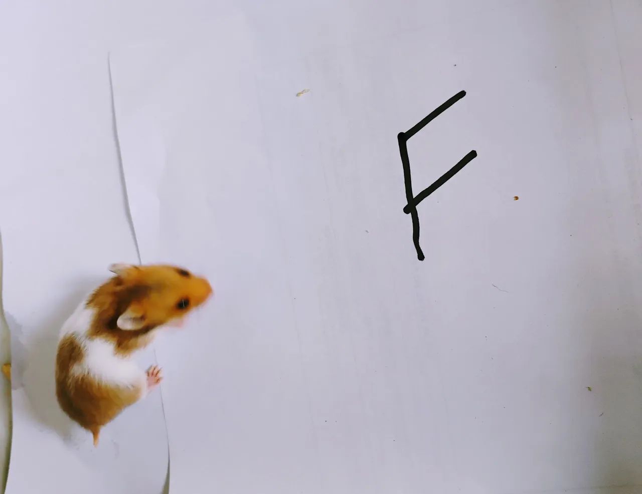 Hamster Sírio Entrega Grátis  - Foto 5