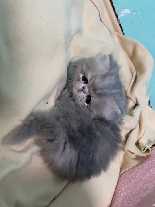 Gatinhas persa filhote - Foto 3